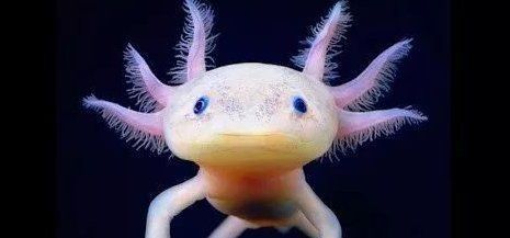 六角恐龍魚能記住主人多久？