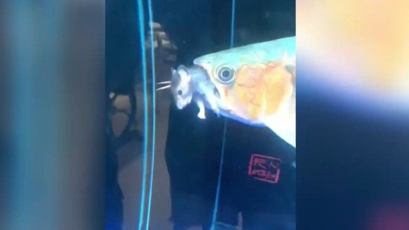 龍魚可以吃老鼠嗎