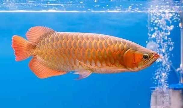 龍魚魚缸背景圖片