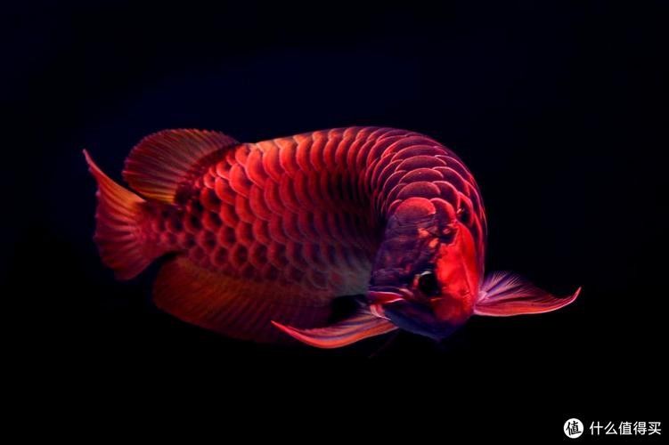 龍魚魚缸背景圖片