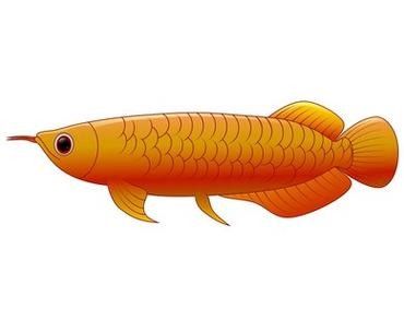 龍魚魚缸背景圖片