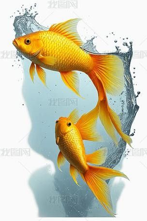 龍魚魚缸背景圖片