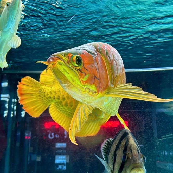 龍魚魚缸背景圖片