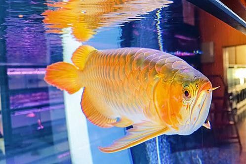 龍魚魚缸背景圖片