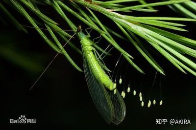 龍魚身上有小白點是什么蟲卵：龍魚白點病治療期間的注意事項龍魚白點病治療期間的注意事項
