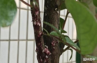 龍魚身上有小白點是什么蟲卵：龍魚白點病治療期間的注意事項龍魚白點病治療期間的注意事項