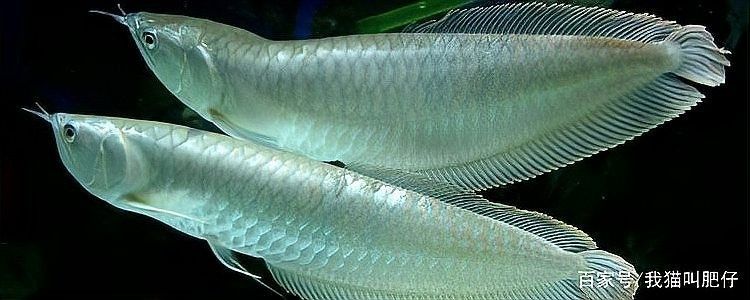 銀龍魚的養(yǎng)殖方法和注意事項(xiàng)圖片大全視頻教程