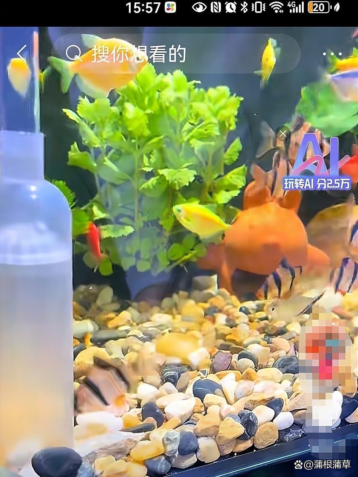 龍魚浮頭換水后多久會恢復？