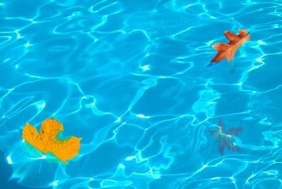 金龍魚飼料選擇與搭配技巧：金龍魚飼料選擇與搭配技巧金龍魚幼魚飼料選擇指南