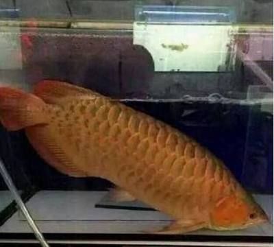 金龍魚吃魚嗎：養的金龍魚可以吃嗎(金龍魚可以吃嗎
