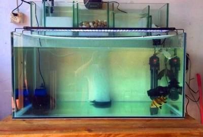 金龍魚吃魚嗎：養的金龍魚可以吃嗎(金龍魚可以吃嗎