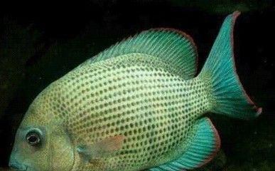 關刀魚能和銀龍魚混養嗎有毒嗎（關刀魚與銀龍魚混養的注意事項）