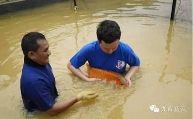 龍魚養殖基地的最新消息是什么：關于龍魚養殖基地的最新動態