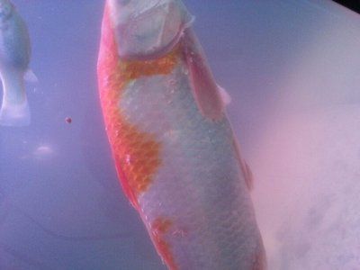 龍魚頭朝下尾巴朝上是不是死了：龍魚頭朝下尾巴朝上是否意味著死亡