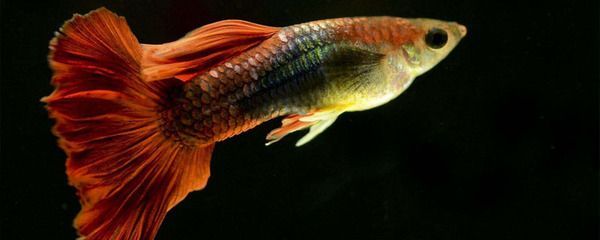 龍魚頭朝下尾巴朝上是不是死了：龍魚頭朝下尾巴朝上是否意味著死亡