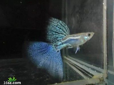 龍魚頭朝下尾巴朝上是不是死了：龍魚頭朝下尾巴朝上是否意味著死亡