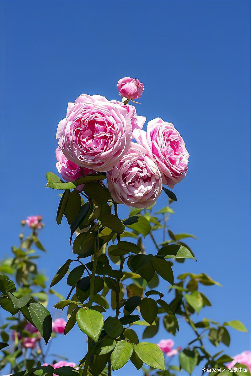 蒂娜月季的花期有多長？