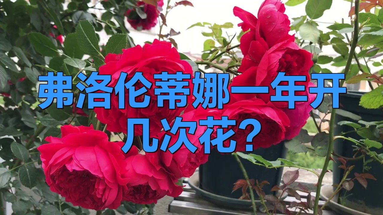 蒂娜月季的花期有多長？