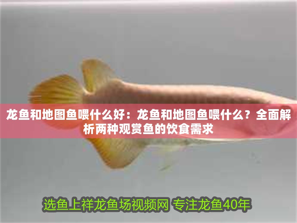 龍魚和地圖魚喂什么好：龍魚和地圖魚喂什么？全面解析兩種觀賞魚的飲食需求