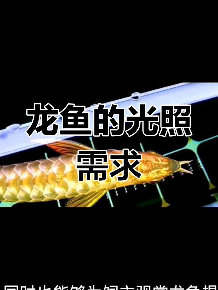 龍魚缸頂部燈光的擺放技巧