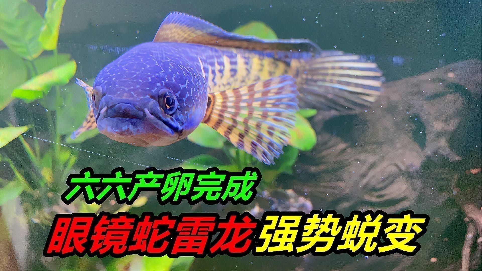 有哪些醫院擅長治療雷龍魚凸眼？