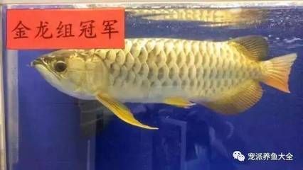 龍魚突然張嘴抽筋：龍魚抽筋可能由多種原因引起其中包括：水質變化或水質過硬