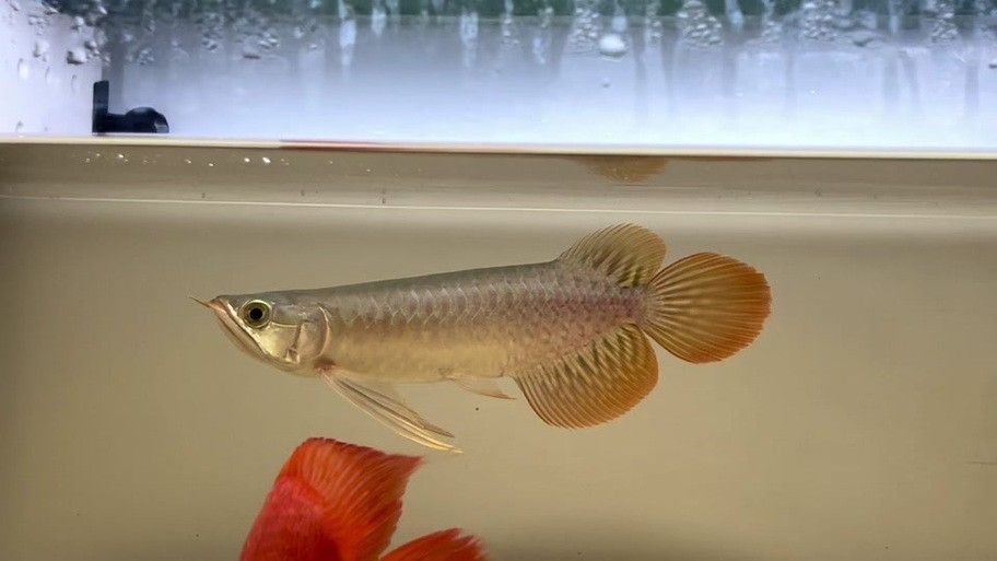 龍魚的虎斑是什么顏色的圖片大全
