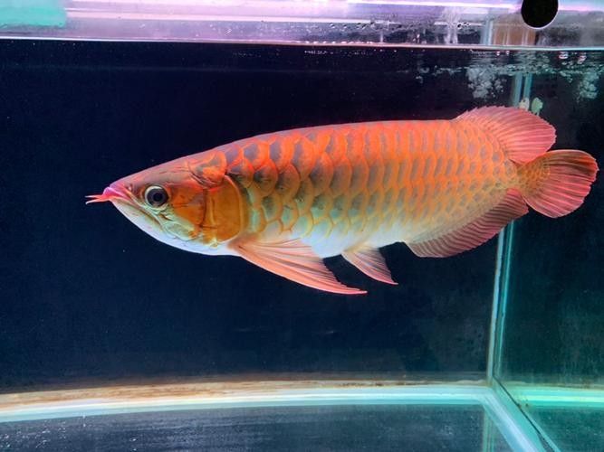 龍魚的虎斑是什么顏色的圖片大全