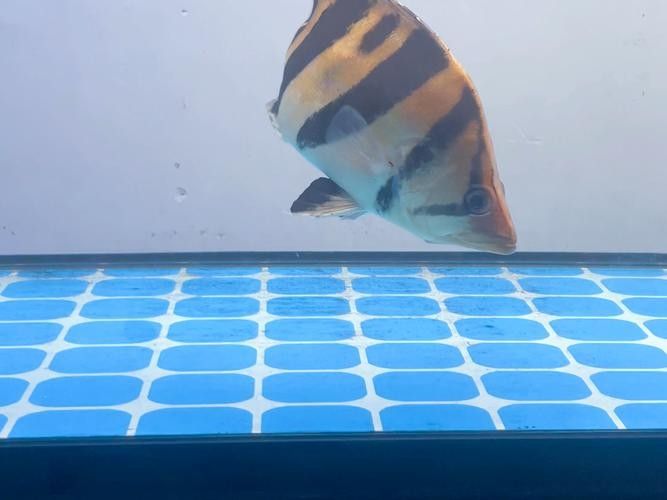 龍魚的虎斑是什么顏色的圖片大全