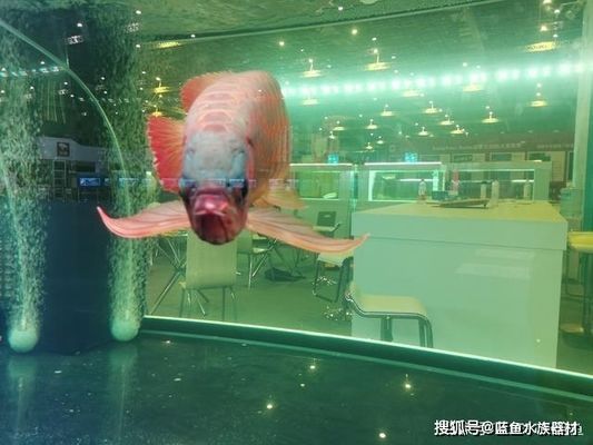 龍魚魚缸過濾，龍魚魚缸過濾器如何選擇和使用