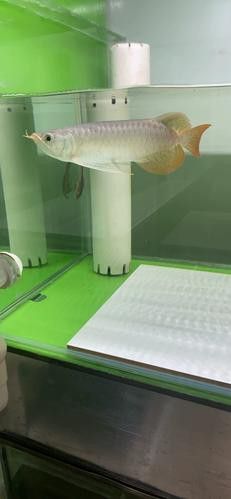 印尼小紅龍魚(yú)價(jià)格多少錢(qián)