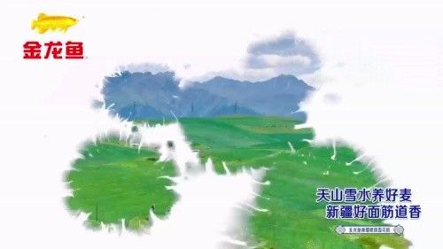 金龍魚新疆分公司怎么樣呀