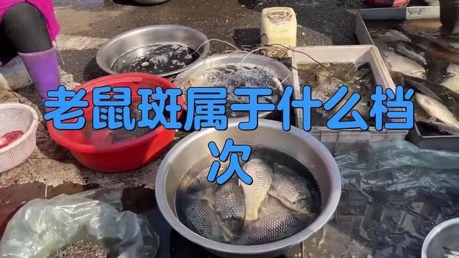 老鼠斑屬于什么檔次