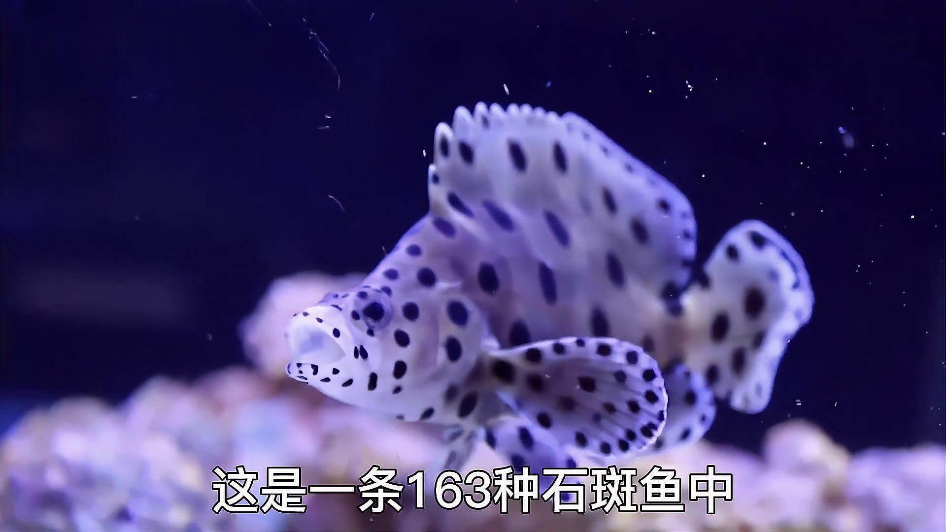 老鼠斑屬于什么檔次