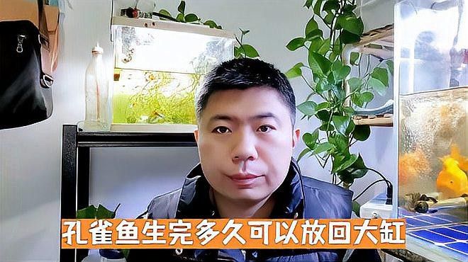 繁殖后親魚需要多久恢復？