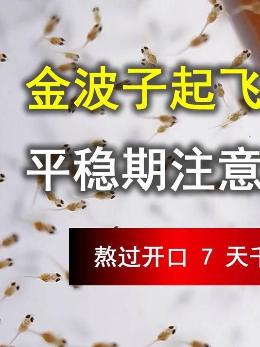 繁殖后親魚需要多久恢復？