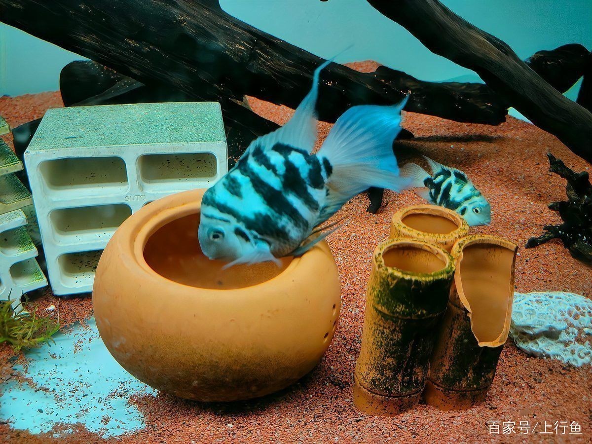 繁殖后親魚需要多久恢復？