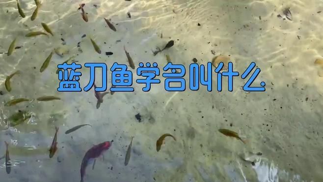 藍刀魚為何叫鐮刀魚