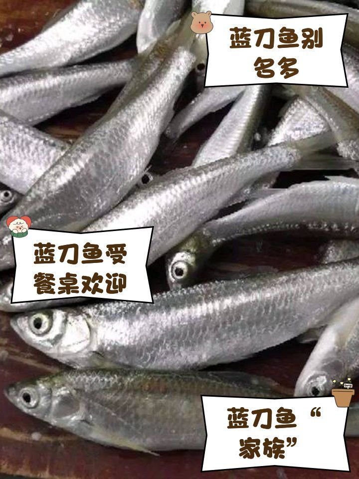 藍刀魚為何叫鐮刀魚
