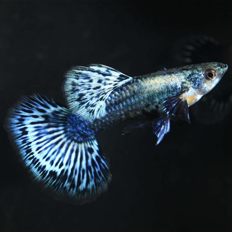 藍龍孔雀魚多少元一條