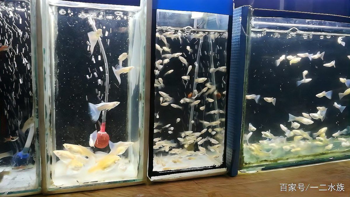藍龍孔雀魚多少元一條