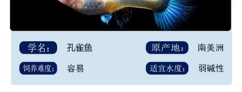 藍龍孔雀魚多少元一條