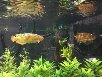 北京買金龍魚去哪里買：北京金龍魚市場價格對比金龍魚健康選購指南