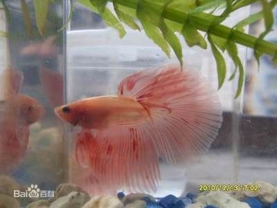 什么龍魚長不大或長的慢一點：如何提高龍魚的生長速度