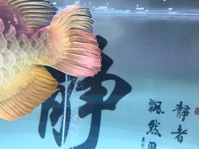金龍魚魚眼有白物是什么情況：金龍魚眼有白物是什么情況
