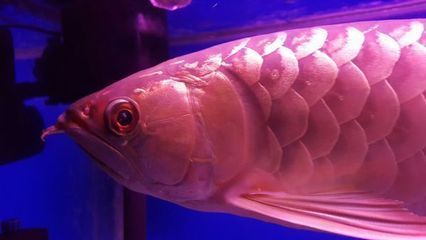 金龍魚魚眼有白物是什么情況：金龍魚眼有白物是什么情況