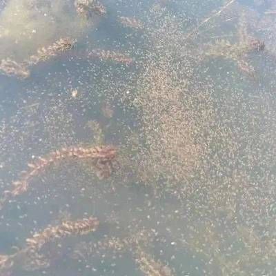 和尚魚食欲不佳的常見原因：和尚魚食欲不佳的原因包括水質惡化、溶氧不足、浮游動物