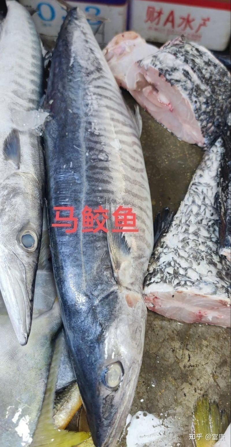 馬鯛魚不能碰的原因 馬鯛魚不能碰的原因 龍魚百科 第2張