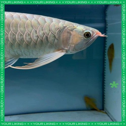 龍魚掉眼正常嗎圖片