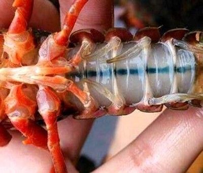 喂龍魚的蝦怎么消毒：喂食龍魚時，蝦的消毒是非常重要的一步，以下幾種蝦消毒方法